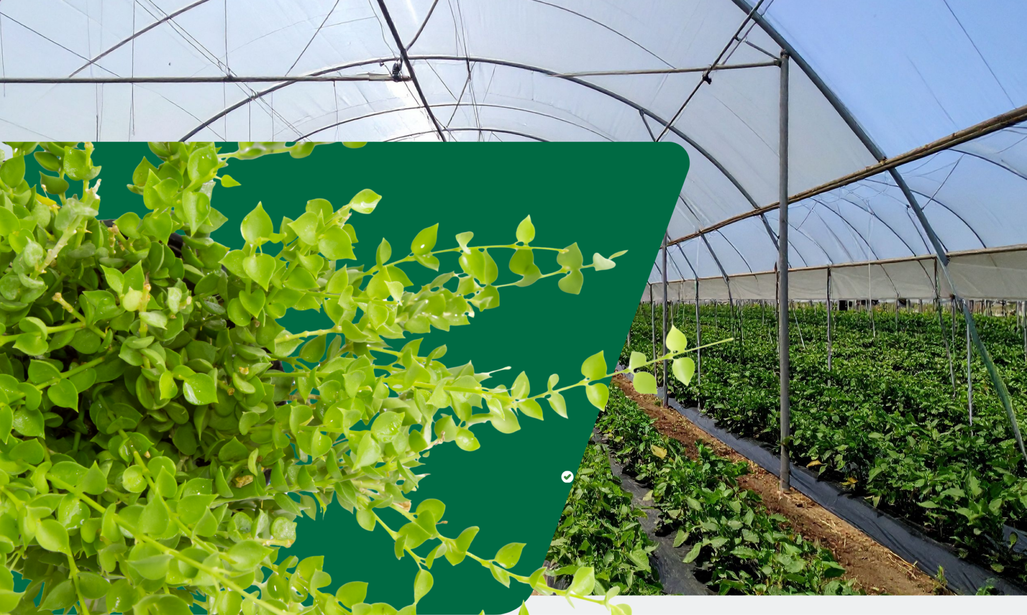 GROUPE HORTICOLE LEDOUX